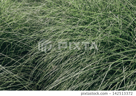 Dense green miscanthus ornamental grass blades texture growing in summer garden Dense green miscanthus ornamental grass blades texture growing in summer garden 142513372