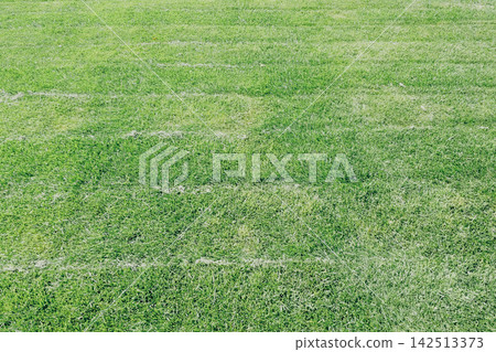 Freshly mown green lawn grass surface texture in sunny park Freshly mown green lawn grass surface texture in sunny park 142513373