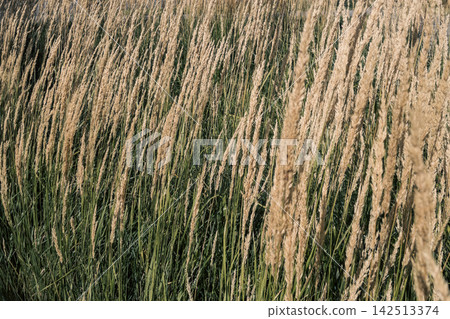 Golden calamagrostis feather reed grass seed heads swaying in summer meadow Golden calamagrostis feather reed grass seed heads swaying in summer meadow 142513374