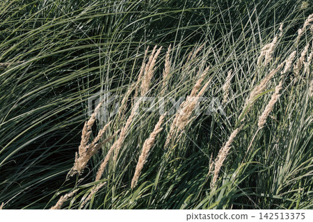 Golden calamagrostis reed grass spikelets growing amongst dense green foliage Golden calamagrostis reed grass spikelets growing amongst dense green foliage 142513375