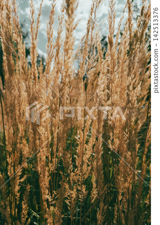 Golden reed grass seed heads growing against cloudy sky in summer field. Golden reed grass seed heads growing against cloudy sky in summer field. 142513376