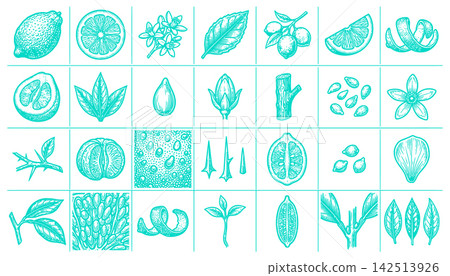 Botanical lemon fruit set with leaves and flowers rendered in detailed line art illustration design style 142513926