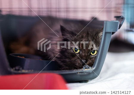An apprehensive longhaired kitty concealed inside nurturing and secure carrier environment An apprehensive longhaired kitty concealed inside nurturing and secure carrier environment 142514127