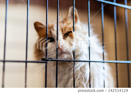 Lighthued feline with kind look observes from behind protective iron fencing in tranquil space Lighthued feline with kind look observes from behind protective iron fencing in tranquil space 142514129