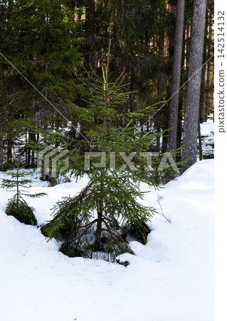 Spruce emerges peacefully. Green sprout growing through thick snow near forest boundary Spruce emerges peacefully. Green sprout growing through thick snow near forest boundary 142514132