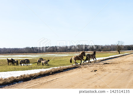 Livestock moves steadily along natural border amidst winter scenery with purpose Livestock moves steadily along natural border amidst winter scenery with purpose 142514135