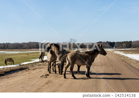 Dusty road with grazing animals. Sunlit landscape featuring distant countryside grazing Dusty road with grazing animals. Sunlit landscape featuring distant countryside grazing 142514138