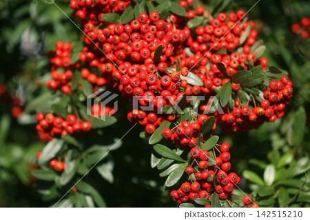 Pyracantha, full of red berries Pyracantha, full of red berries 142515210