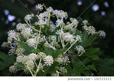 The flowers of the Fatsia japonica bloom in the shade of the trees The flowers of the Fatsia japonica bloom in the shade of the trees 142515213