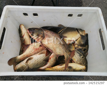 Freshly caught freshwater fish in a white plastic crate Freshly caught freshwater fish in a white plastic crate 142515297