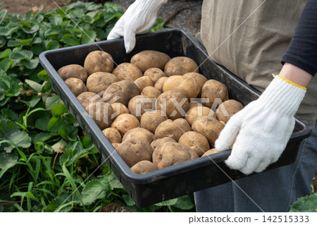 A woman carrying potatoes harvested from her home garden (July) - Potato harvest A woman carrying potatoes harvested from her home garden (July) - Potato harvest 142515333