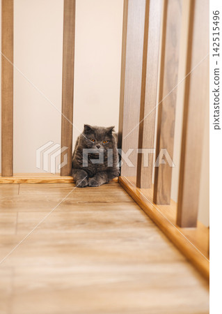 Grumpy British Shorthair Cat Sitting Behind Wooden Railing at Home Grumpy British Shorthair Cat Sitting Behind Wooden Railing at Home 142515496