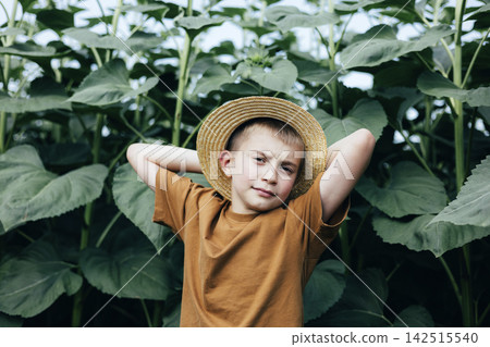A school-age boy in a field with tall green sunflowers. Country landscapes, agro field. Growing sunflowers A school-age boy in a field with tall green sunflowers. Country landscapes, agro field. Growing sunflowers 142515540