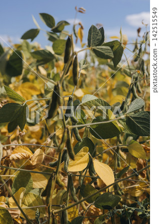 Yellow dry soybean bushes in the field, ripe soybeans. Agro-industry, natural background Yellow dry soybean bushes in the field, ripe soybeans. Agro-industry, natural background 142515549
