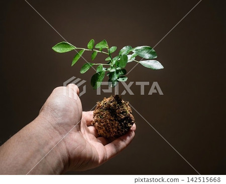 榕樹苔蘚球 榕樹苔蘚球 142515668
