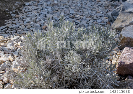Silver Foliage of Lavender Plant Growing in a Rock Garden Silver Foliage of Lavender Plant Growing in a Rock Garden 142515688