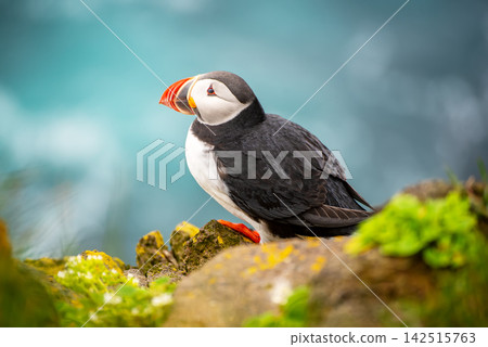 Single Atlantic puffin in Iceland Single Atlantic puffin in Iceland 142515763