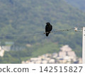 一隻烏鴉停在電線上 142515827