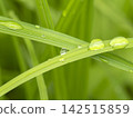 雨後濕潤的田野裡的草 142515859