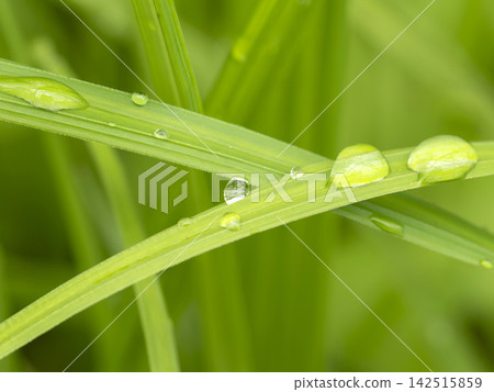 雨後濕潤的田野裡的草 142515859