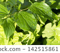 雨後田野裡的植物 142515861