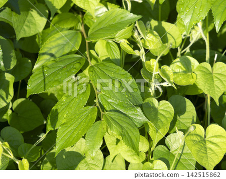 雨後田野裡的植物 142515862