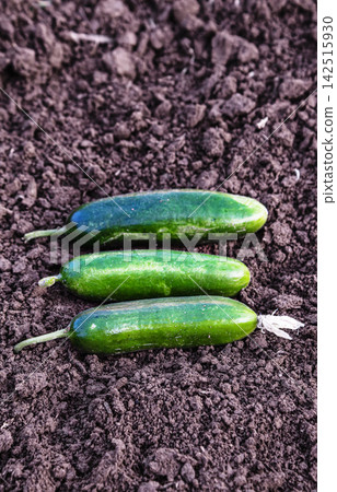 Fresh cucumbers lined up on tilled soil 142515930