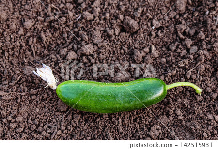 Single fresh cucumber with dried flower on soil Single fresh cucumber with dried flower on soil 142515931
