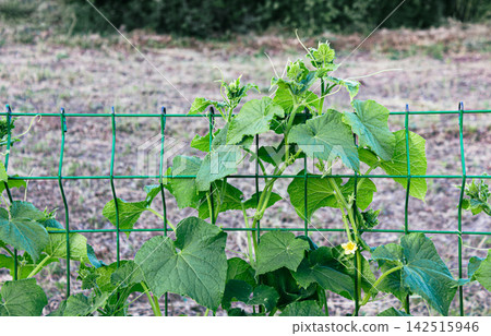Cucumber vine tips with tendrils and yellow bloom Cucumber vine tips with tendrils and yellow bloom 142515946