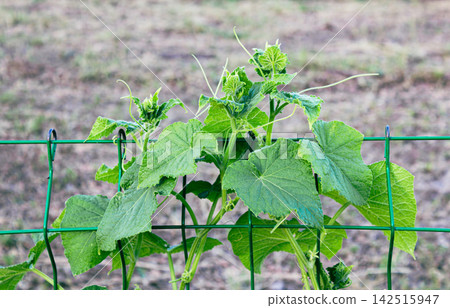 Young cucumber leaves and tendrils on trellis top Young cucumber leaves and tendrils on trellis top 142515947