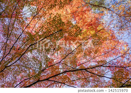 Momiji who changed leaves Momiji who changed leaves 142515970