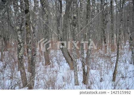 A Ural owl blends into the winter snow forest in Shibecha Town, Hokkaido. A Ural owl blends into the winter snow forest in Shibecha Town, Hokkaido. 142515992