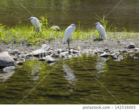 Little egrets gather on a sandbar in the river. Little egrets gather on a sandbar in the river. 142516005