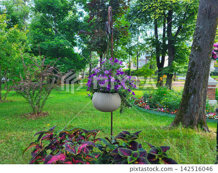 A semi-circular wicker hanging planter with purple petunias in a city garden. A semi-circular wicker hanging planter with purple petunias in a city garden. 142516046