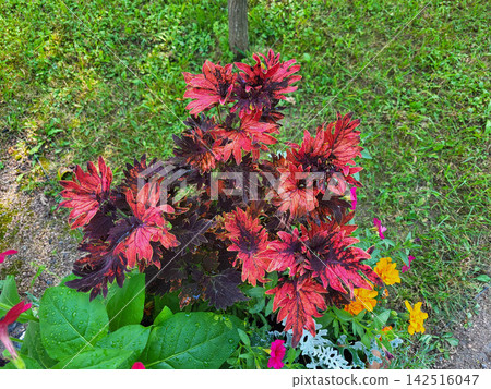 Coleus hot embers in the garden on the flower bed. Coleus hot embers in the garden on the flower bed. 142516047