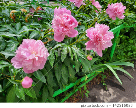 Pink peony bushes bloom in the garden on a clear sunny day after rain. Pink peony bushes bloom in the garden on a clear sunny day after rain. 142516083