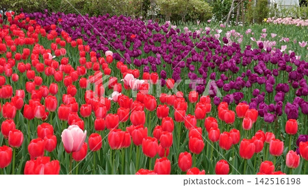 A spring flowerbed filled with red and purple tulips. A spring flowerbed filled with red and purple tulips. 142516198