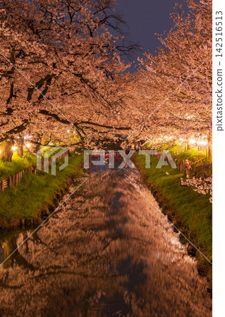 Spring in Koedo Kawagoe: Famous cherry blossom viewing spots - Shingashi River cherry tree avenue (Homarezakura) - Nighttime cherry blossom illumination Spring in Koedo Kawagoe: Famous cherry blossom viewing spots - Shingashi River cherry tree avenue (Homarezakura) - Nighttime cherry blossom illumination 142516513