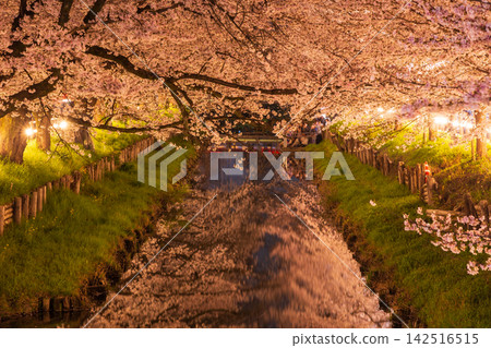 小江戶川越的春天:著名賞櫻地點-新石川櫻花大道(穗まっち ... 小江戶川越的春天:著名賞櫻地點-新石川櫻花大道(穗まっち ... 142516515