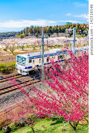 一列常磐線列車飛馳而過水戶偕樂園。 一列常磐線列車飛馳而過水戶偕樂園。 142516546