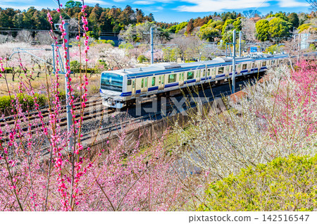 一列常磐線列車飛馳而過水戶偕樂園。 一列常磐線列車飛馳而過水戶偕樂園。 142516547