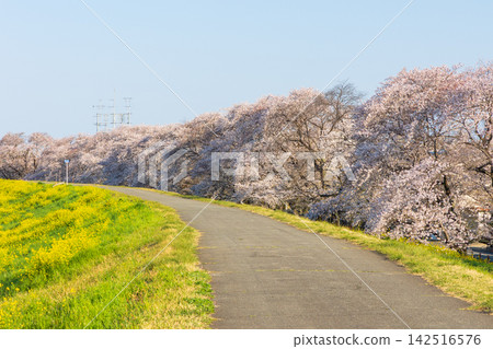 埼玉縣熊谷市的春天:熊谷櫻花堤岸,日本100個最佳賞櫻地點之一。 埼玉縣熊谷市的春天:熊谷櫻花堤岸,日本100個最佳賞櫻地點之一。 142516576