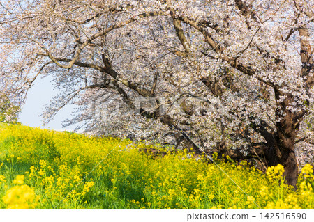 Kumagaya City, Saitama Prefecture in spring: Kumagaya Cherry Blossom Embankment, one of Japan's Top 100 Cherry Blossom Viewing Spots. 142516590