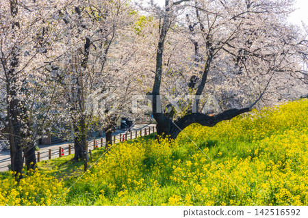 Kumagaya City, Saitama Prefecture in spring: Kumagaya Cherry Blossom Embankment, one of Japan's Top 100 Cherry Blossom Viewing Spots. Kumagaya City, Saitama Prefecture in spring: Kumagaya Cherry Blossom Embankment, one of Japan's Top 100 Cherry Blossom Viewing Spots. 142516592