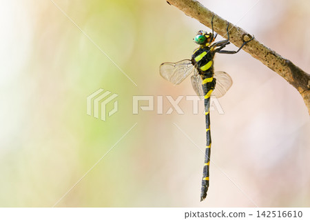 一隻雄性蜻蜓掛在樹枝上。 一隻雄性蜻蜓掛在樹枝上。 142516610