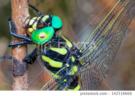 Close-up of a male dragonfly's face. Close-up of a male dragonfly's face. 142516668