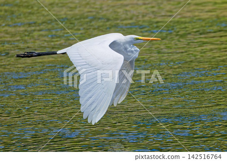Great egrets flying over a river in summer Great egrets flying over a river in summer 142516764