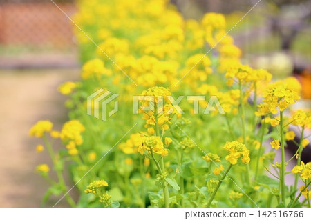 Fresh and bright rape blossoms Fresh and bright rape blossoms 142516766