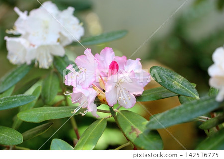 橫濱可愛的杜鵑花 橫濱可愛的杜鵑花 142516775