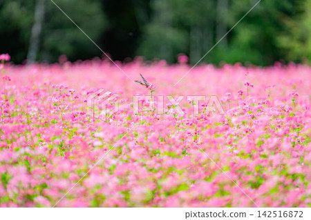 [Takamine Ruby] Red buckwheat flowers and the chestnut tiger butterfly at Komagatake Garden in Miyata Village, Nagano Prefecture [Nagano Prefecture] 142516872
